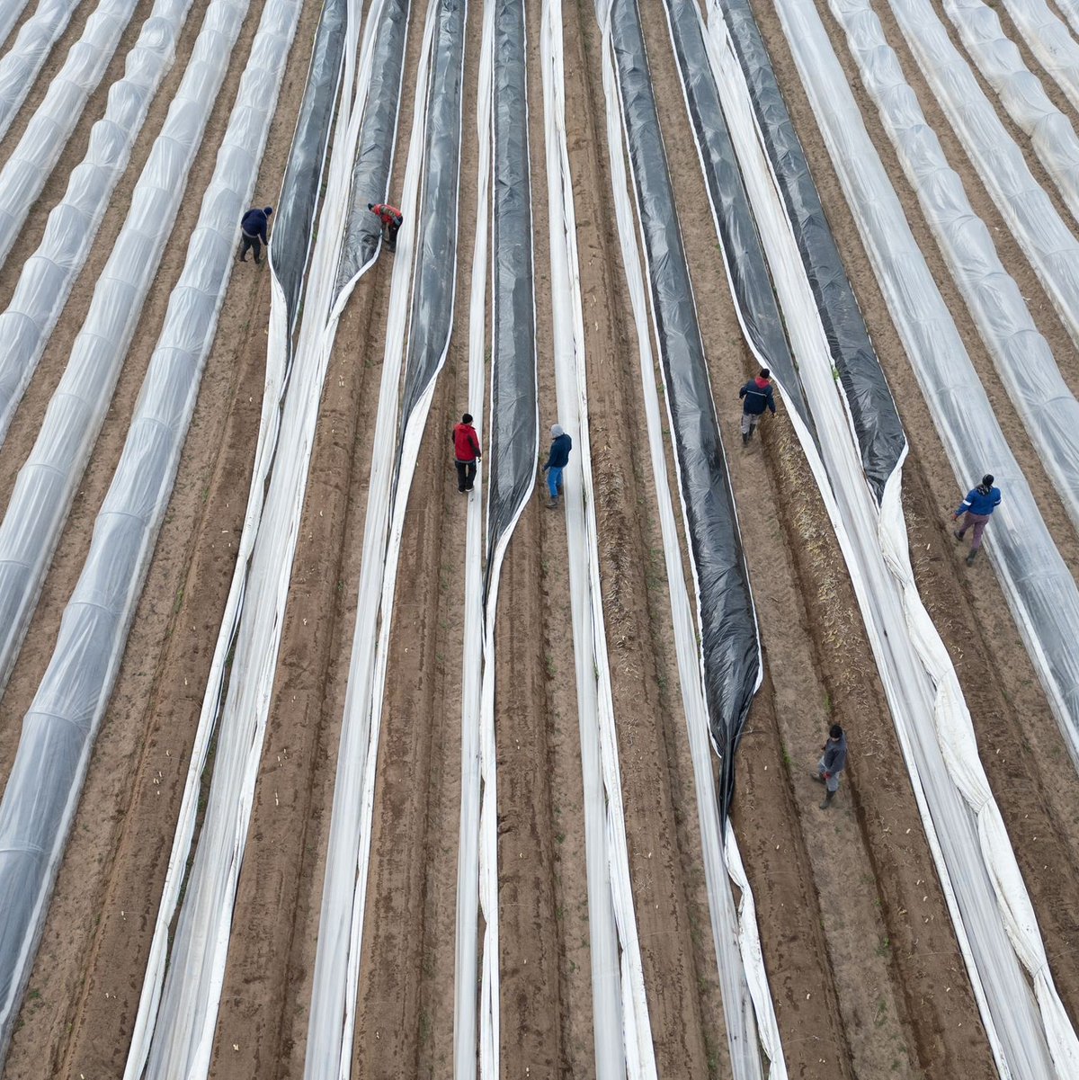 Der einheimische Spargel ist fast immer Folienspargel. - Foto: Boris Roessler/dpa