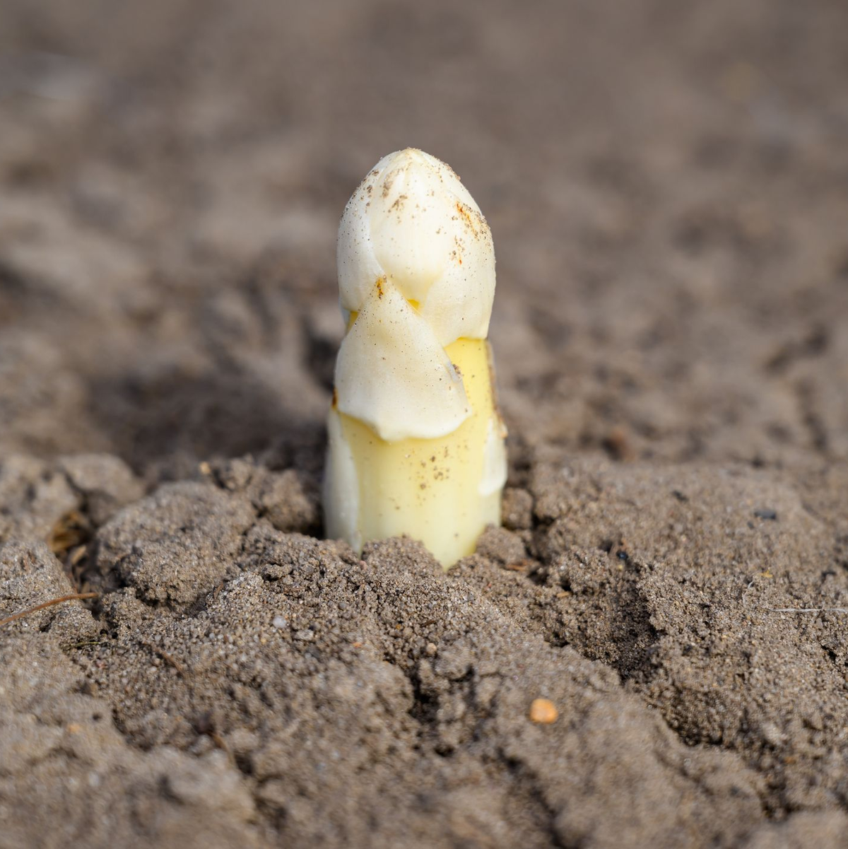 Der Ruf als potenzielles Aphrodisiakum ist Experten zufolge wohl vor allem auf das phallusähnliche Aussehen zurückzuführen. - Foto: Patrick Pleul/dpa