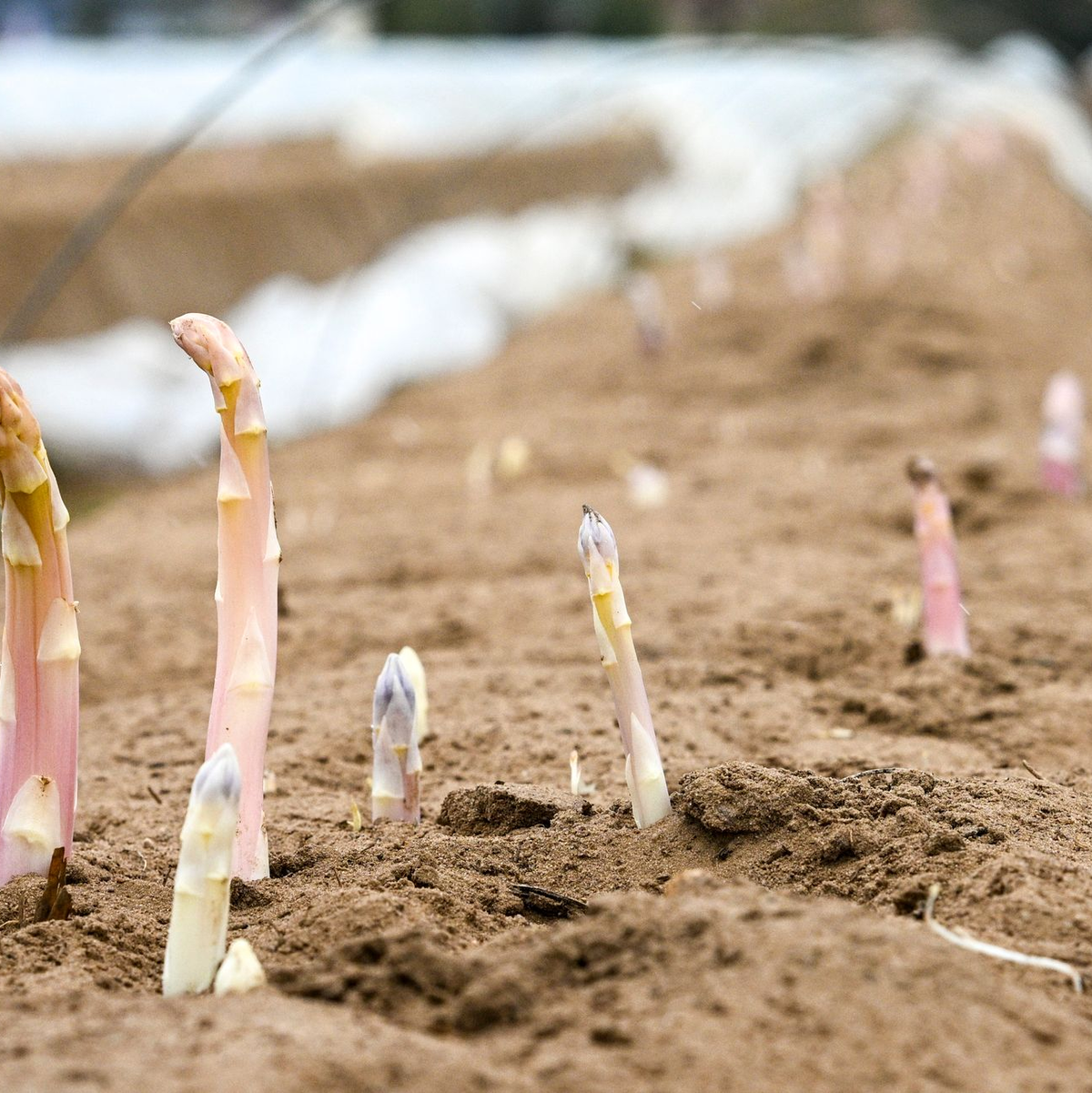 Schaut der Kopf ins Licht, färbt er sich rasch violett - was viele Verbraucher nicht mögen. - Foto: Jens Kalaene/dpa