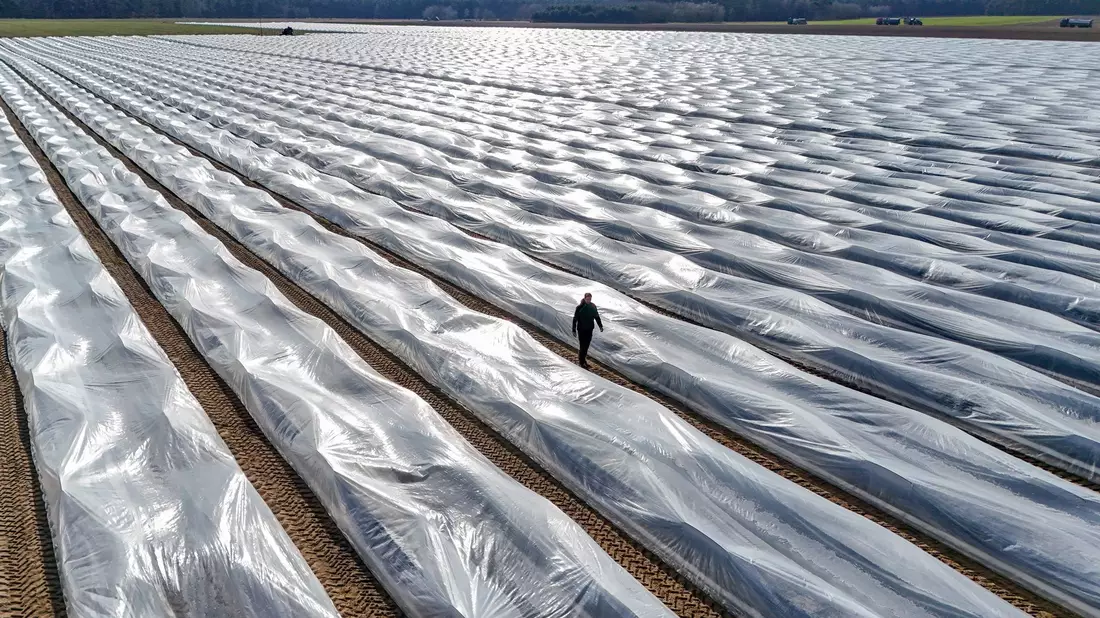 Lange Folien auf den Erdwällen verwandeln die Felder monatelang in gigantische Plastikwüsten. - Bild: Peter Gercke/dpa