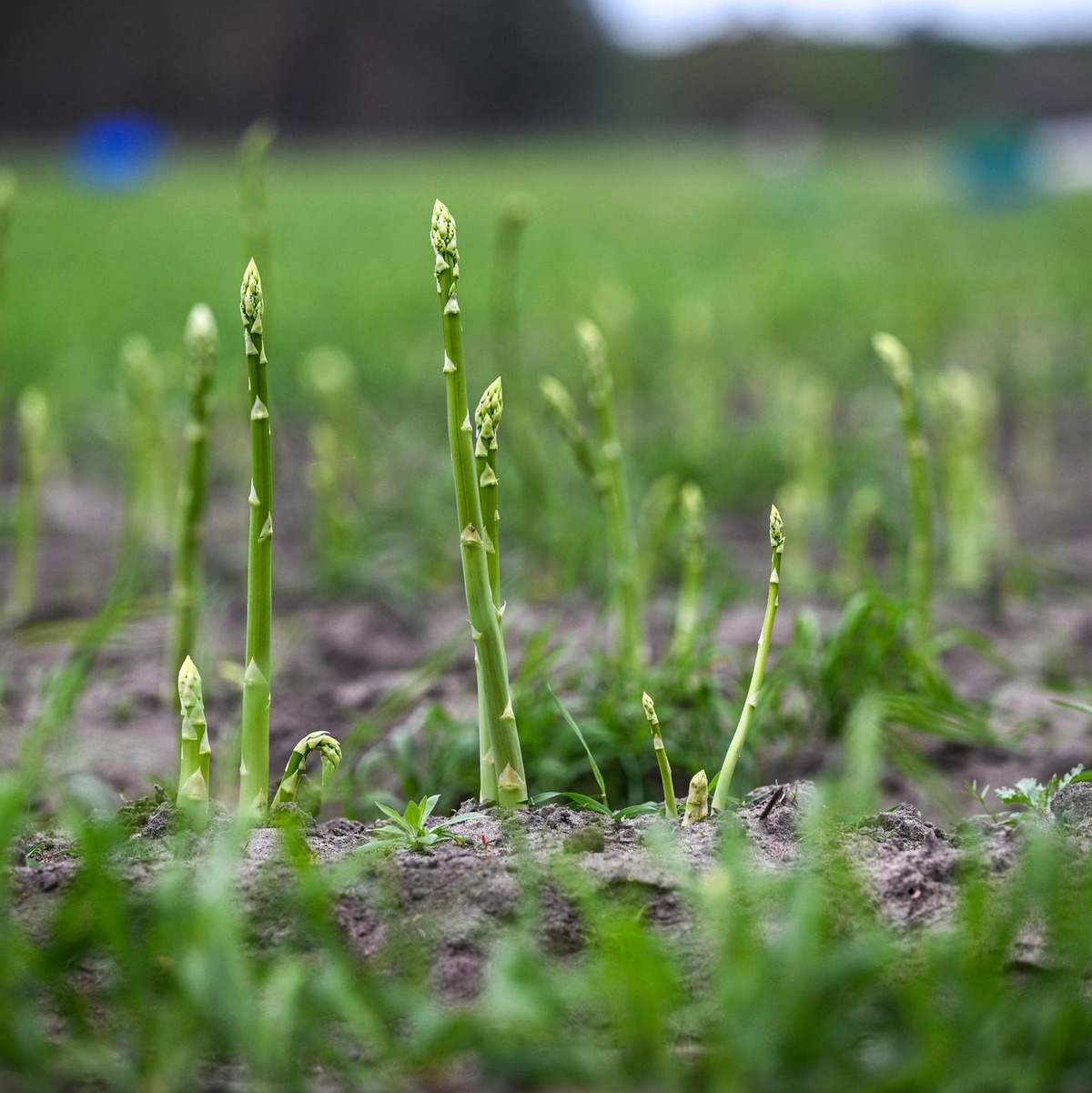 Grüner Spargel darf das Frühlingslicht genießen, er wächst überirdisch bei ebenem Boden. - Foto: Jens Kalaene/dpa