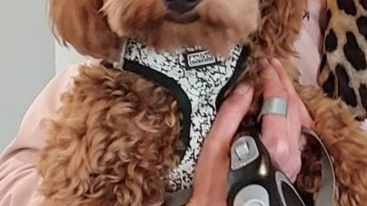 BPOL-H: Wenn ein kleiner Vierbeiner auf Reisen geht - Entlaufener Hund bei der Bundespolizei untergekommen - Foto: presseportal.de