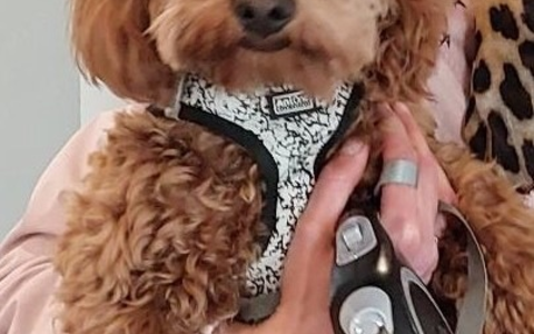 BPOL-H: Wenn ein kleiner Vierbeiner auf Reisen geht - Entlaufener Hund bei der Bundespolizei untergekommen - Foto: presseportal.de