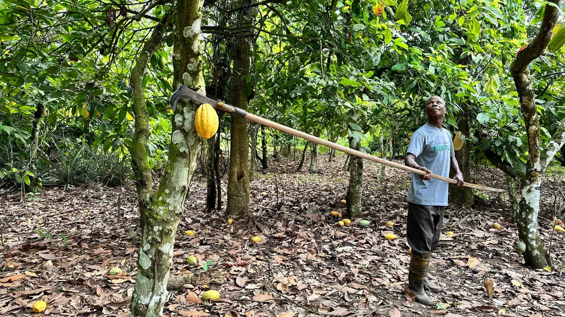  Rund 80 Prozent des Kakaos in Deutschland kommt aus der Elfenbeinküste und Ghana. - Bild: Christina Peters/dpa