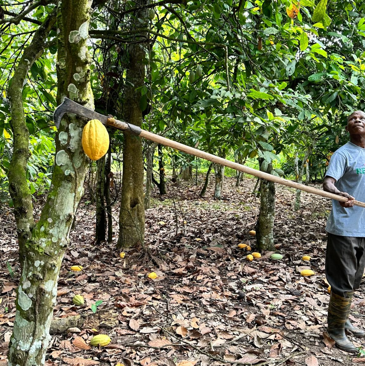 Der Kakaoanbau ist Experten zufolge besonders anfällig für extreme Wetterschwankungen. (Archivbild) - Foto: Christina Peters/dpa
