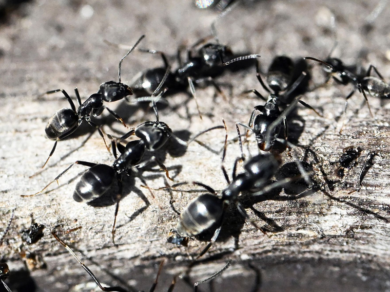 Die Ameisenart bedroht Wissenschaftlern zufolge Gebäude. (Archivfoto) - Foto: Uli Deck/dpa