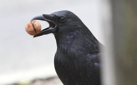 In Städten werfen Krähen gern Walnüsse oder andere hartschalige Dinge vor Autos, Räder oder Füße - in der Hoffnung, sie aufgeknackt zu bekommen. - Foto: picture alliance / dpa