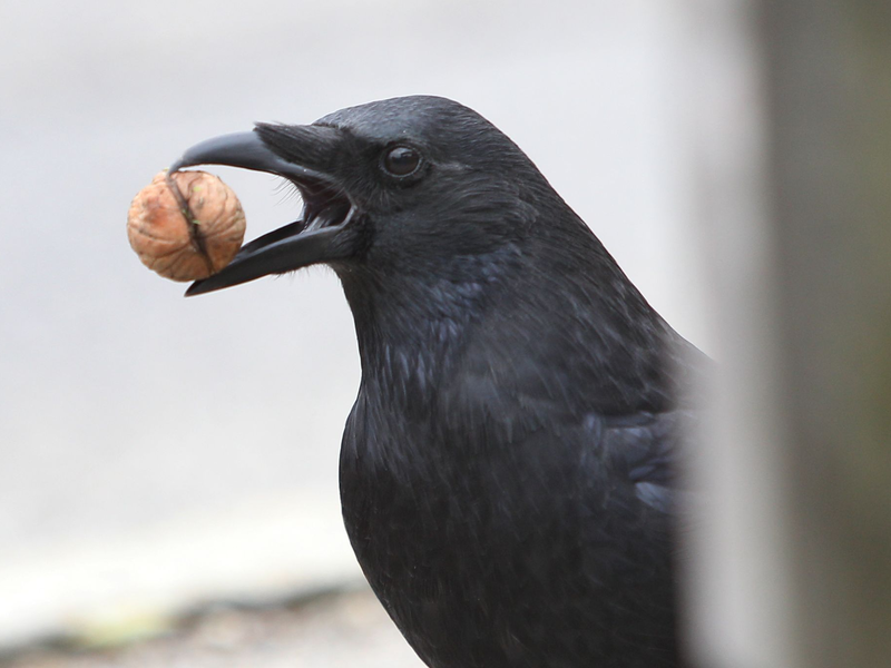In Städten werfen Krähen gern Walnüsse oder andere hartschalige Dinge vor Autos, Räder oder Füße - in der Hoffnung, sie aufgeknackt zu bekommen. - Foto: picture alliance / dpa