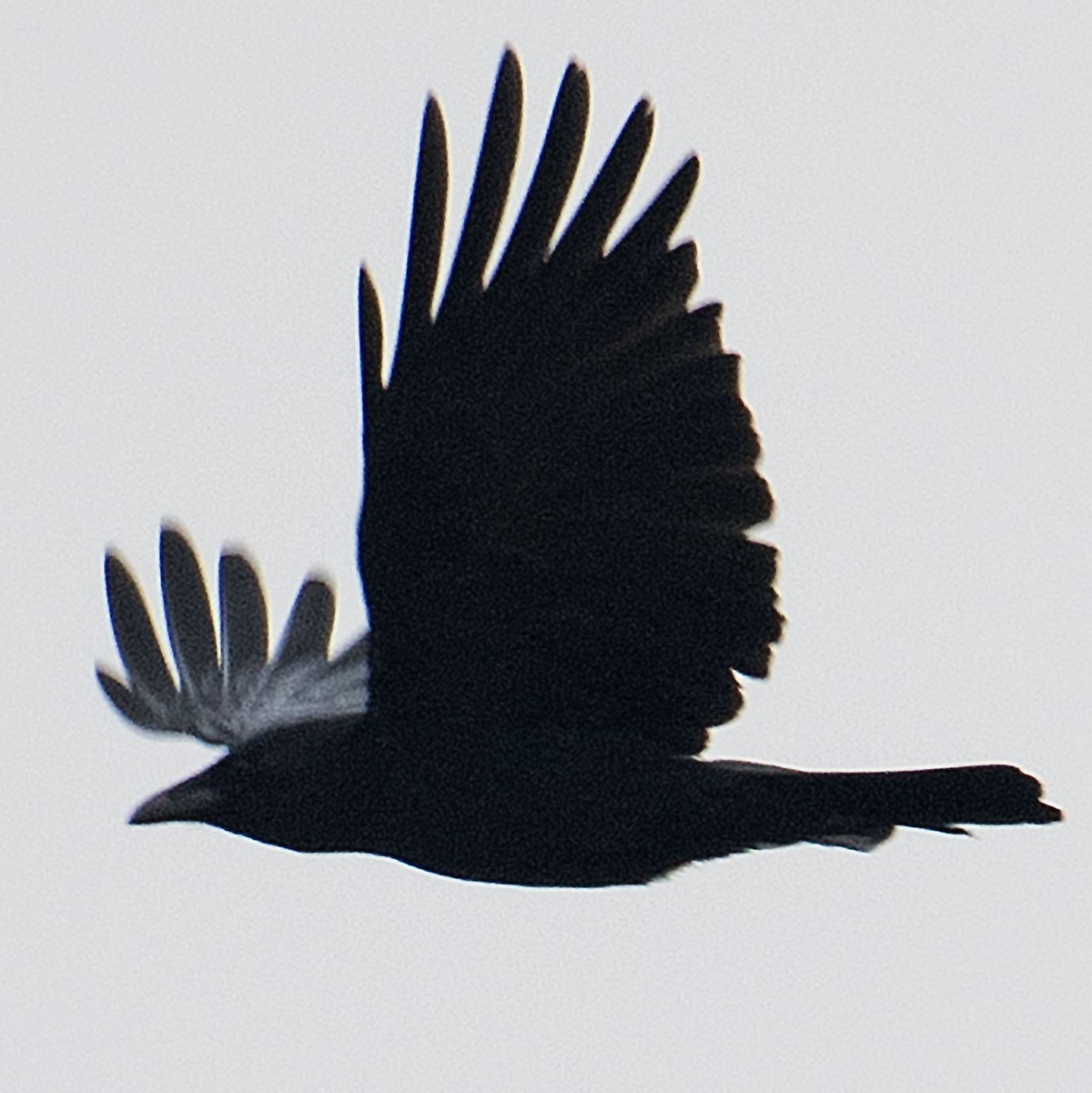 Versuche zeigten, dass Krähen rudimentär zählen können. - Foto: picture alliance / Ingo Wagner/dpa