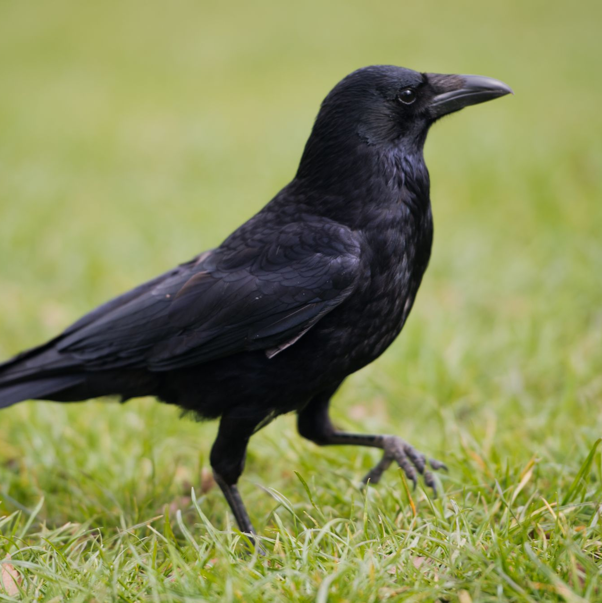 Ihnen vertrauten netten Menschen kommen Krähen häufig sehr nahe und lassen sich füttern. - Foto: picture alliance / dpa