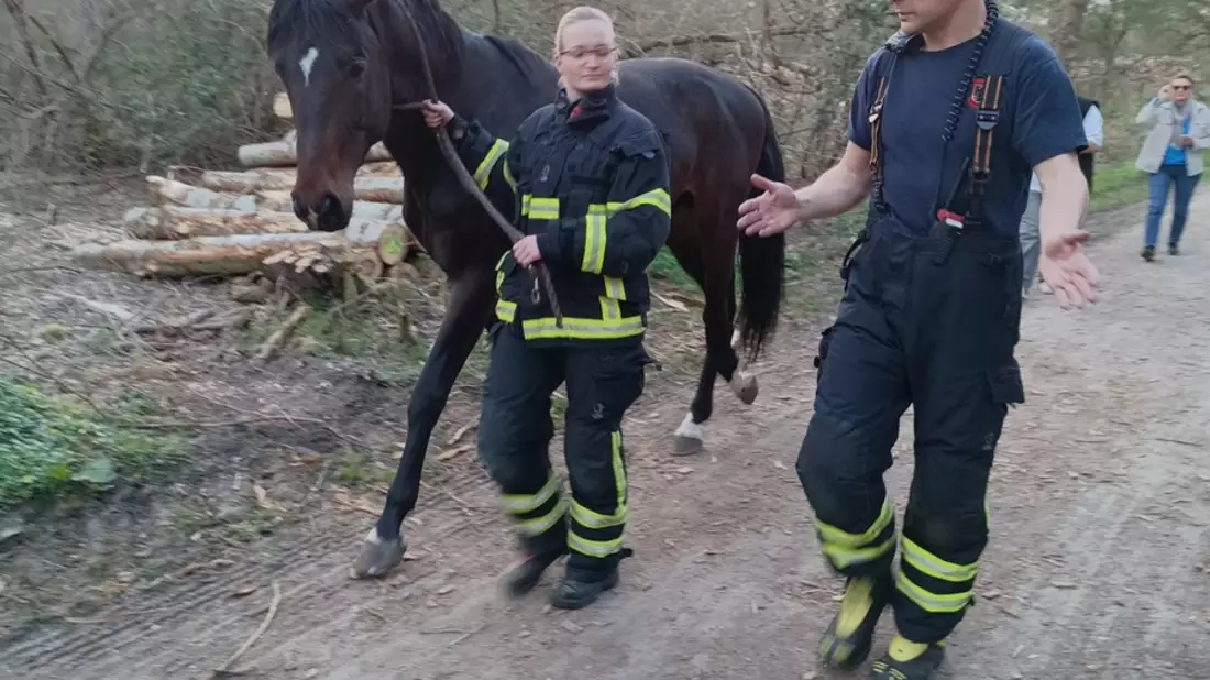 FW-DO: Feuerwehr fängt entlaufenes Pferd ein - Bild: presseportal.de