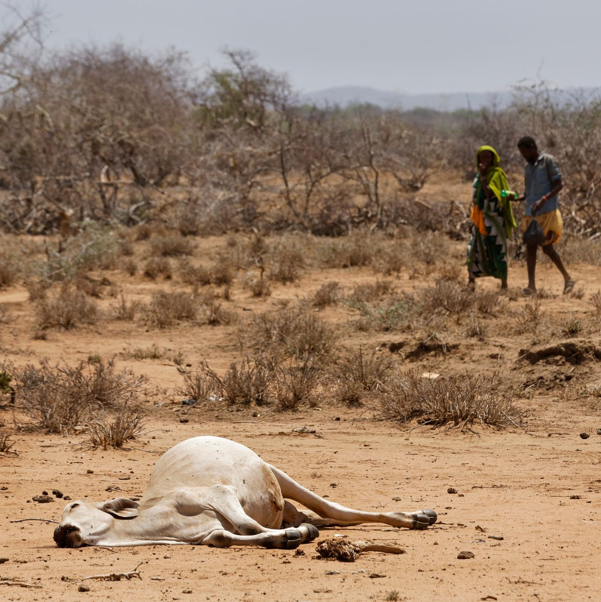 Schwere Dürren bedrohen die traditionelle Lebensweise von Hirtenvölkern in Ostafrika.  - Foto: picture alliance / Ben Curtis/AP/dpa