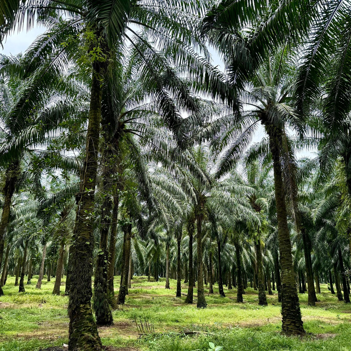 Eine der größten Bedrohungen für Orang-Utans sind Palmöl-Plantagen, die ihnen den Lebensraum nehmen. (Archivbild) - Foto: Carola Frentzen/dpa