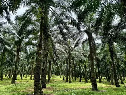 Eine der größten Bedrohungen für Orang-Utans sind Palmöl-Plantagen, die ihnen den Lebensraum nehmen. (Archivbild) - Foto: Carola Frentzen/dpa