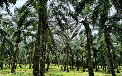 Eine der größten Bedrohungen für Orang-Utans sind Palmöl-Plantagen, die ihnen den Lebensraum nehmen. (Archivbild) - Foto: Carola Frentzen/dpa