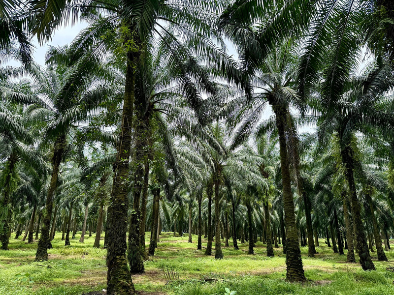 Eine der größten Bedrohungen für Orang-Utans sind Palmöl-Plantagen, die ihnen den Lebensraum nehmen. (Archivbild) - Foto: Carola Frentzen/dpa