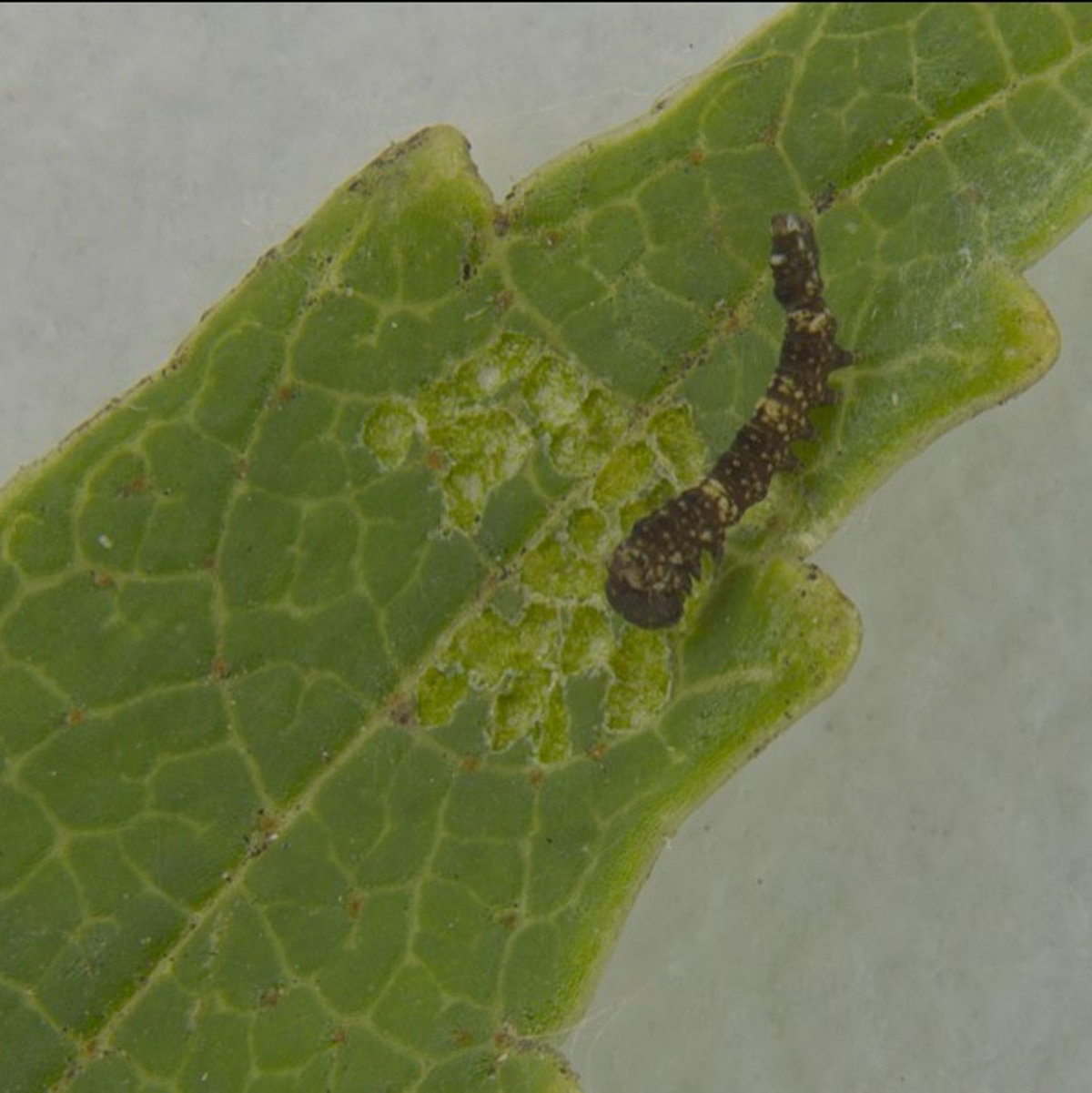 Die Grafik oben links im Bild zeigt die regelmäßigen Klopf- und Scharrtönen der Raupe. - Foto: -/Leo Turchen/dpa