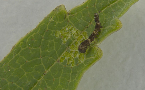 Die Grafik oben links im Bild zeigt die regelmäßigen Klopf- und Scharrtönen der Raupe. - Foto: -/Leo Turchen/dpa