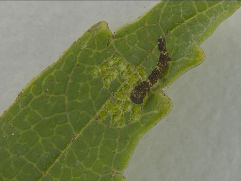 Die Grafik oben links im Bild zeigt die regelmäßigen Klopf- und Scharrtönen der Raupe. - Foto: -/Leo Turchen/dpa