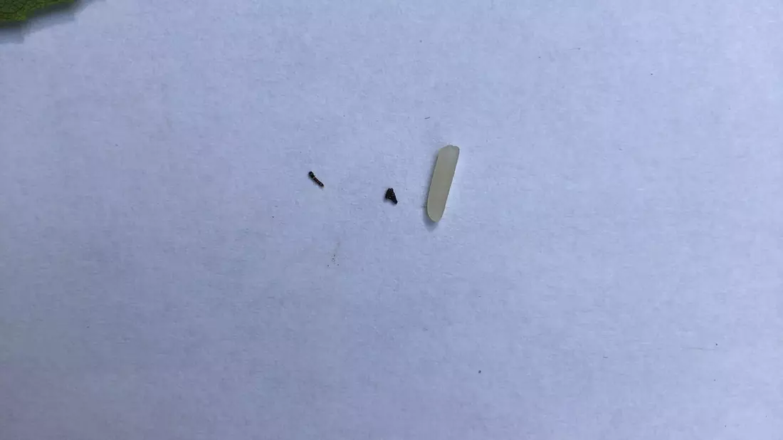 An der Spitze des Blattes ist bei genauem Hinschauen eine Mini-Raupe zu erkennen, die bereits Fraßschäden am Blatt verursacht hat. - Bild: -/Jayne Yack/dpa