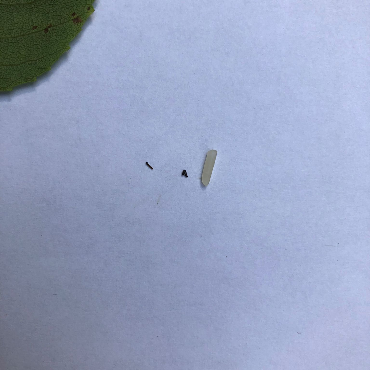 An der Spitze des Blattes ist bei genauem Hinschauen eine Mini-Raupe zu erkennen, die bereits Fraßschäden am Blatt verursacht hat. - Foto: -/Jayne Yack/dpa