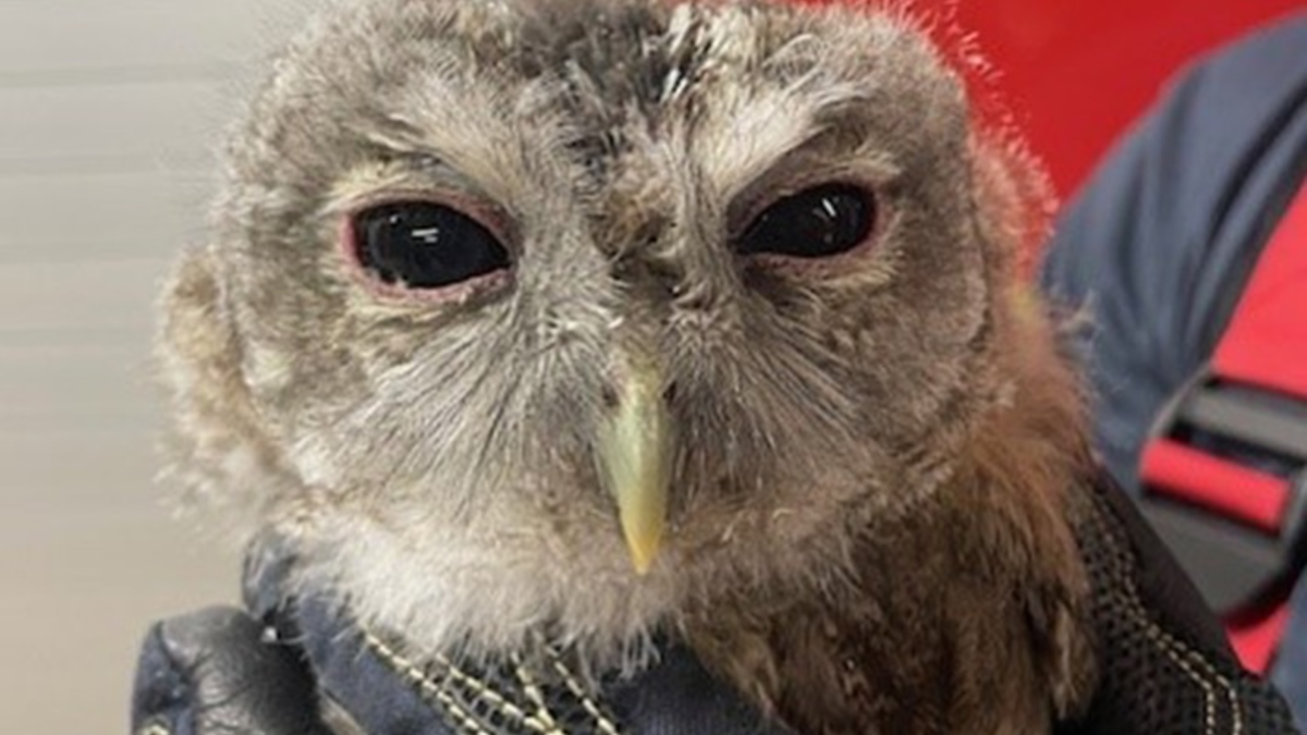 FW-M: Passant beschützt Waldkautz (Sendling) - Foto: presseportal.de