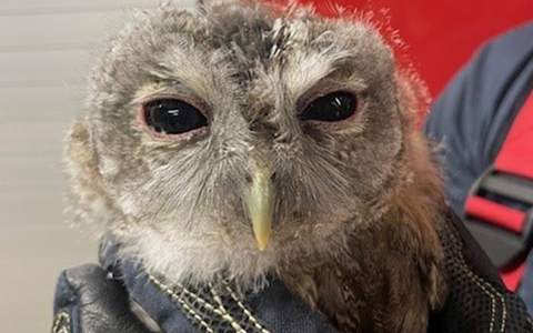 FW-M: Passant beschützt Waldkautz (Sendling) - Foto: presseportal.de