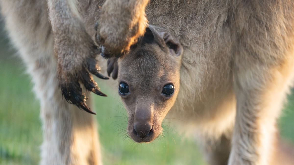 Das Jungtier wurde wahrscheinlich im vergangenen September geboren, es dauert aber noch etwas, bis es aus dem Beutel kommen wird. (Handout)   - Foto: Wilhelma Stuttgart/Birger Meierjohann/dpa