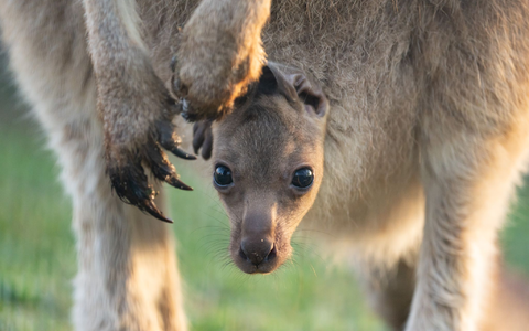 Das Jungtier wurde wahrscheinlich im vergangenen September geboren, es dauert aber noch etwas, bis es aus dem Beutel kommen wird. (Handout)   - Foto: Wilhelma Stuttgart/Birger Meierjohann/dpa