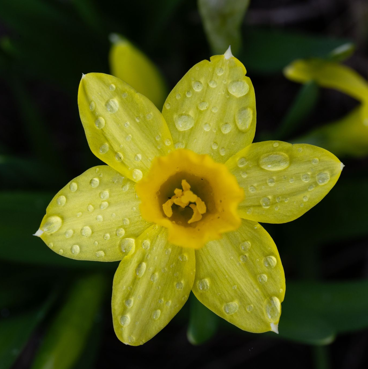 Die trockene Zeit neigt sich dem Ende zu: Ab der Nacht zum Sonntag zieht Regen auf. (Symbolbild) - Foto: Pia Bayer/dpa