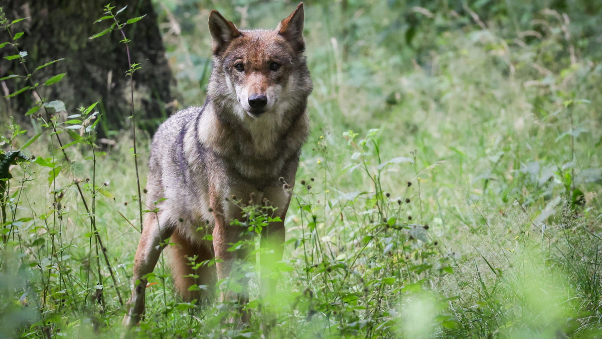 Der Wolf soll ins Jagdrecht aufgenommen werden. (Archivbild) - Foto: Christian Charisius/dpa