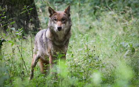 Der Wolf soll ins Jagdrecht aufgenommen werden. (Archivbild) - Foto: Christian Charisius/dpa