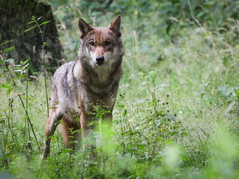 Der Wolf soll ins Jagdrecht aufgenommen werden. (Archivbild) - Foto: Christian Charisius/dpa