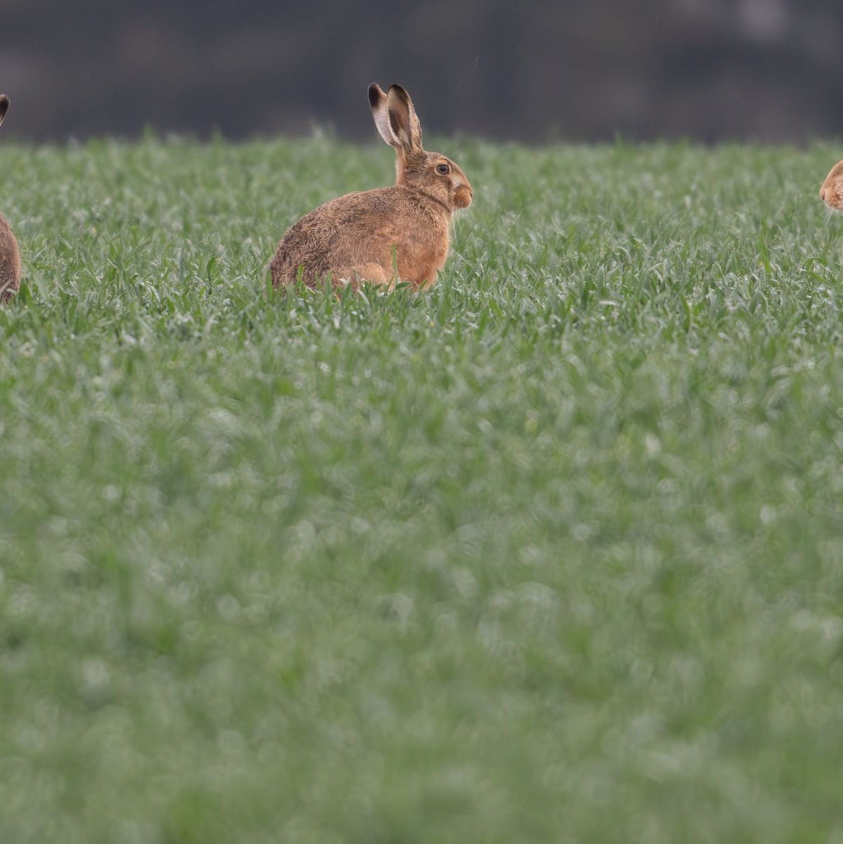 Die durchschnittliche Zahl von Feldhasen, die auf einem Quadratkilometer in Deutschland leben, ist stabil geblieben. (Archivbild) - Foto: Boris Roessler/dpa
