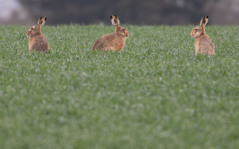 Die durchschnittliche Zahl von Feldhasen, die auf einem Quadratkilometer in Deutschland leben, ist stabil geblieben. (Archivbild) - Foto: Boris Roessler/dpa Die durchschnittliche Zahl von Feldhasen, die auf einem Quadratkilometer in Deutschland leben, ist stabil geblieben. (Archivbild) - Foto: Boris Roessler/dpa