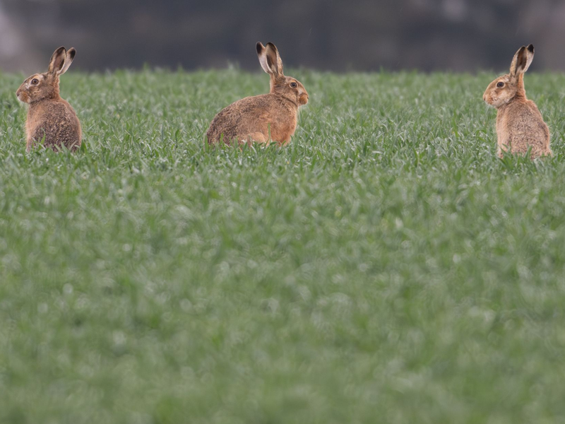Die durchschnittliche Zahl von Feldhasen, die auf einem Quadratkilometer in Deutschland leben, ist stabil geblieben. (Archivbild) - Foto: Boris Roessler/dpa