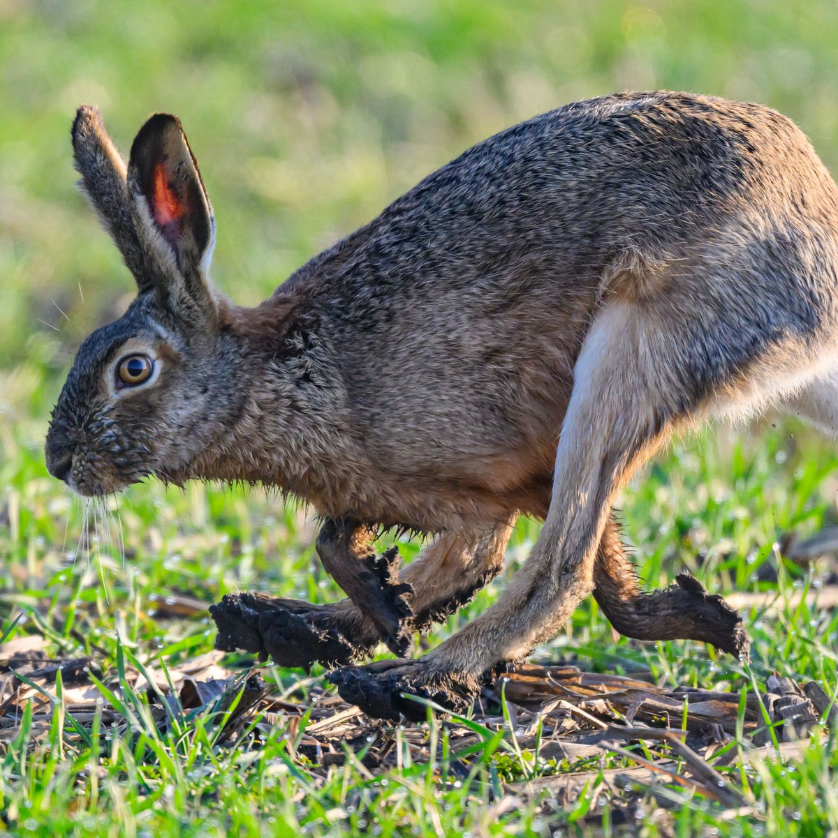 Feldhasen sind ursprünglich Bewohner von Steppenlandschaften - trockene Witterung tut ihnen gut. (Archivbild) - Foto: Patrick Pleul/dpa