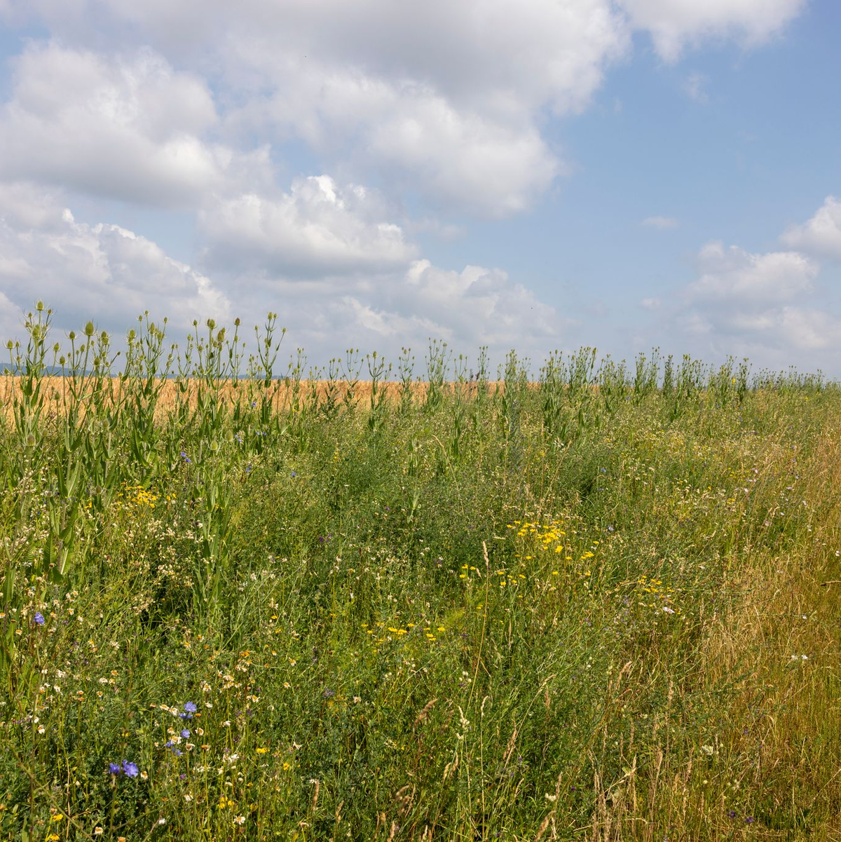 Standorte von Blühstreifen als Lebensraum für Feldhasen und Vögel sollten laut dem Jagdverband genau ausgewählt werden. (Archivbild) - Foto: Helmut Fricke/dpa