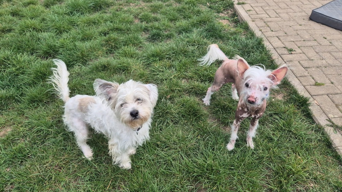 POL-WOB: Hunde ausgesetzt - Polizei sucht Zeugen - Foto: presseportal.de