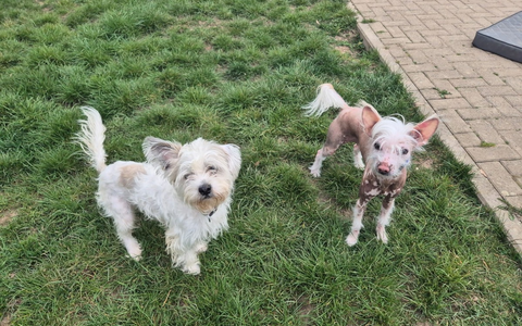 POL-WOB: Hunde ausgesetzt - Polizei sucht Zeugen - Foto: presseportal.de