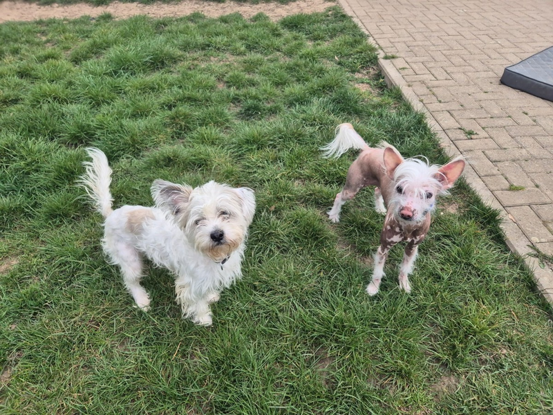 POL-WOB: Hunde ausgesetzt - Polizei sucht Zeugen - Foto: presseportal.de