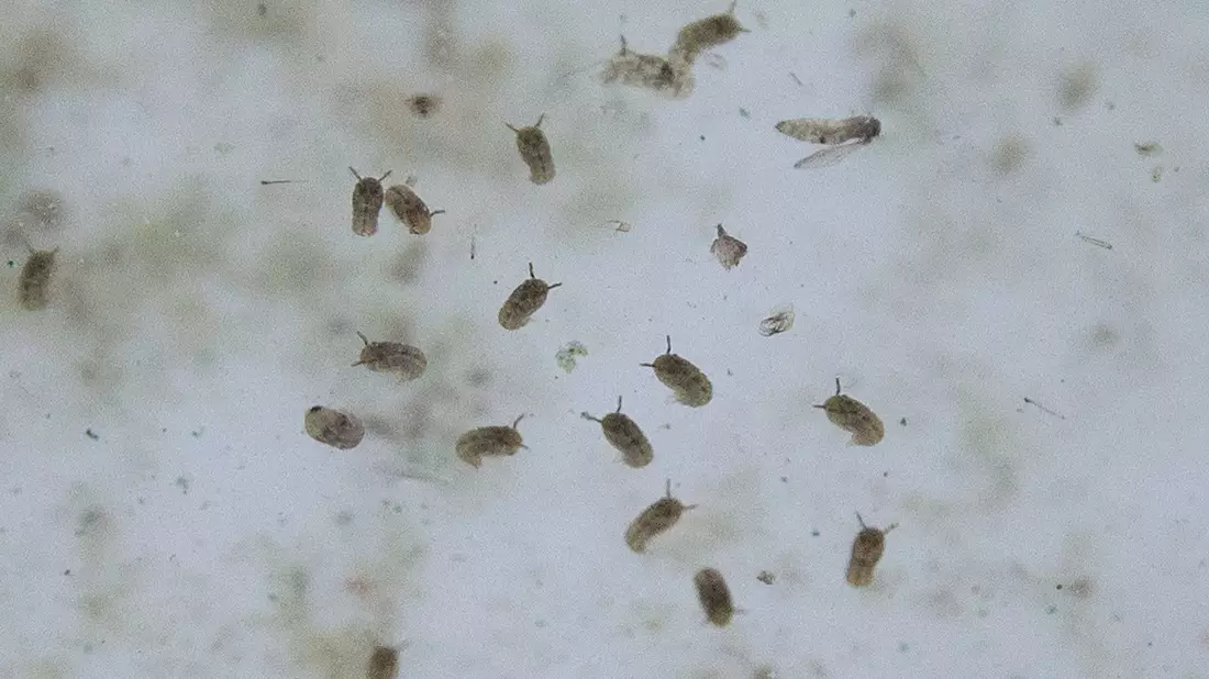 Das Oropouche-Virus wird durch verschiedene Mücken übertragen. - Bild: Christian Charisius/dpa