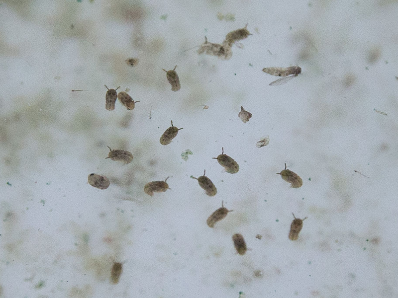 Das Oropouche-Virus wird durch verschiedene Mücken übertragen. - Foto: Christian Charisius/dpa