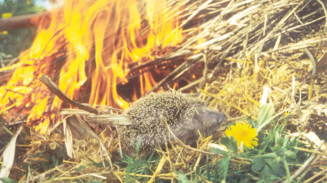 Achtung Igel - (Oster-)Feueralarm! - Bild: presseportal.de