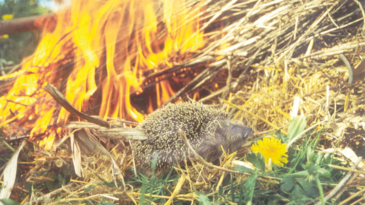 Achtung Igel - (Oster-)Feueralarm! - Foto: presseportal.de