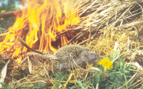 Achtung Igel - (Oster-)Feueralarm! - Foto: presseportal.de