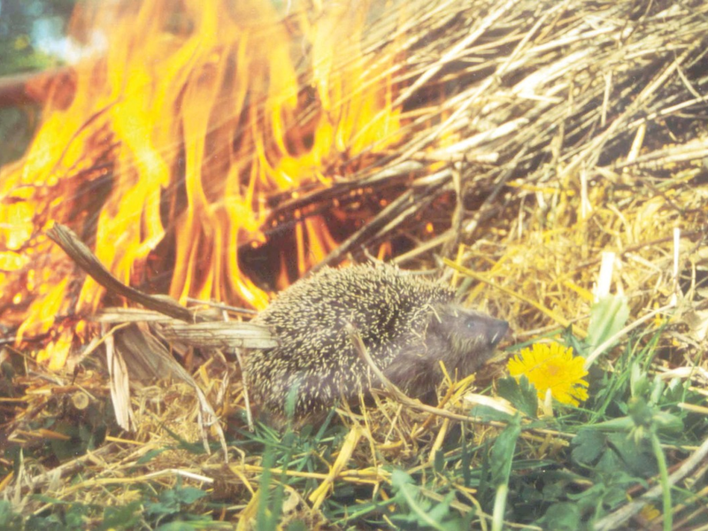 Achtung Igel - (Oster-)Feueralarm! - Foto: presseportal.de