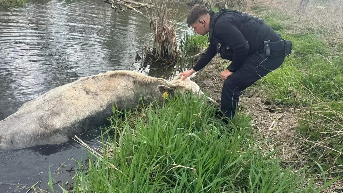 LPI-NDH: Tierrettung aus der Unstrut - ein Rind auf Abwegen - Bild: presseportal.de
