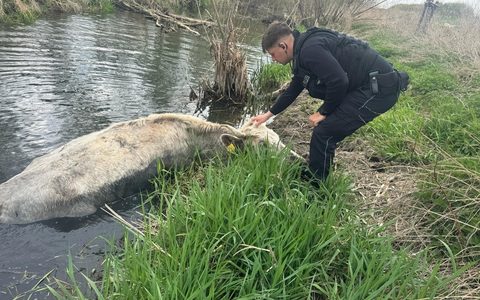 LPI-NDH: Tierrettung aus der Unstrut - ein Rind auf Abwegen - Foto: presseportal.de