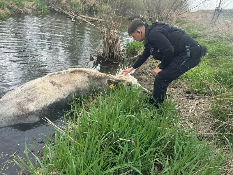 LPI-NDH: Tierrettung aus der Unstrut - ein Rind auf Abwegen - Foto: presseportal.de